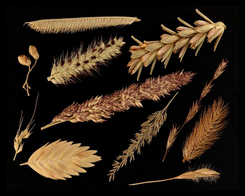 Spikelet Collection